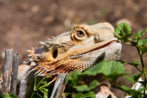 Can Bearded Dragons Eat Black Beans