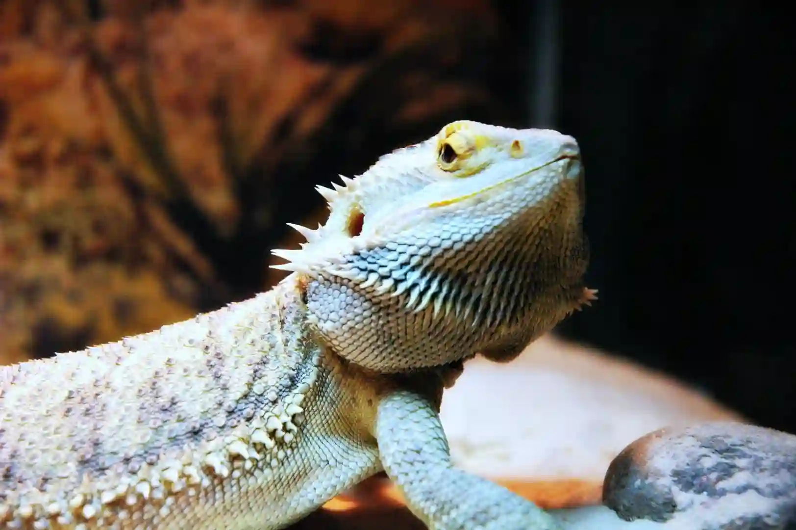 Can Bearded Dragons Eat Broccoli Rabe?