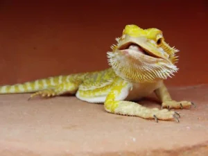 Can Bearded Dragons Eat Dates