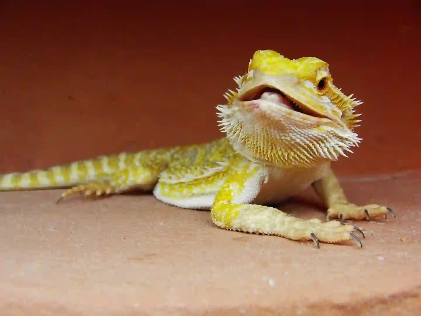 Can Bearded Dragons Eat Dates?