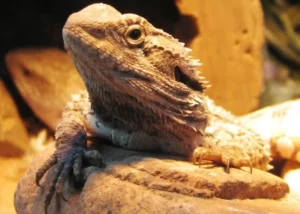 Can Bearded Dragons Eat Frozen Vegetables