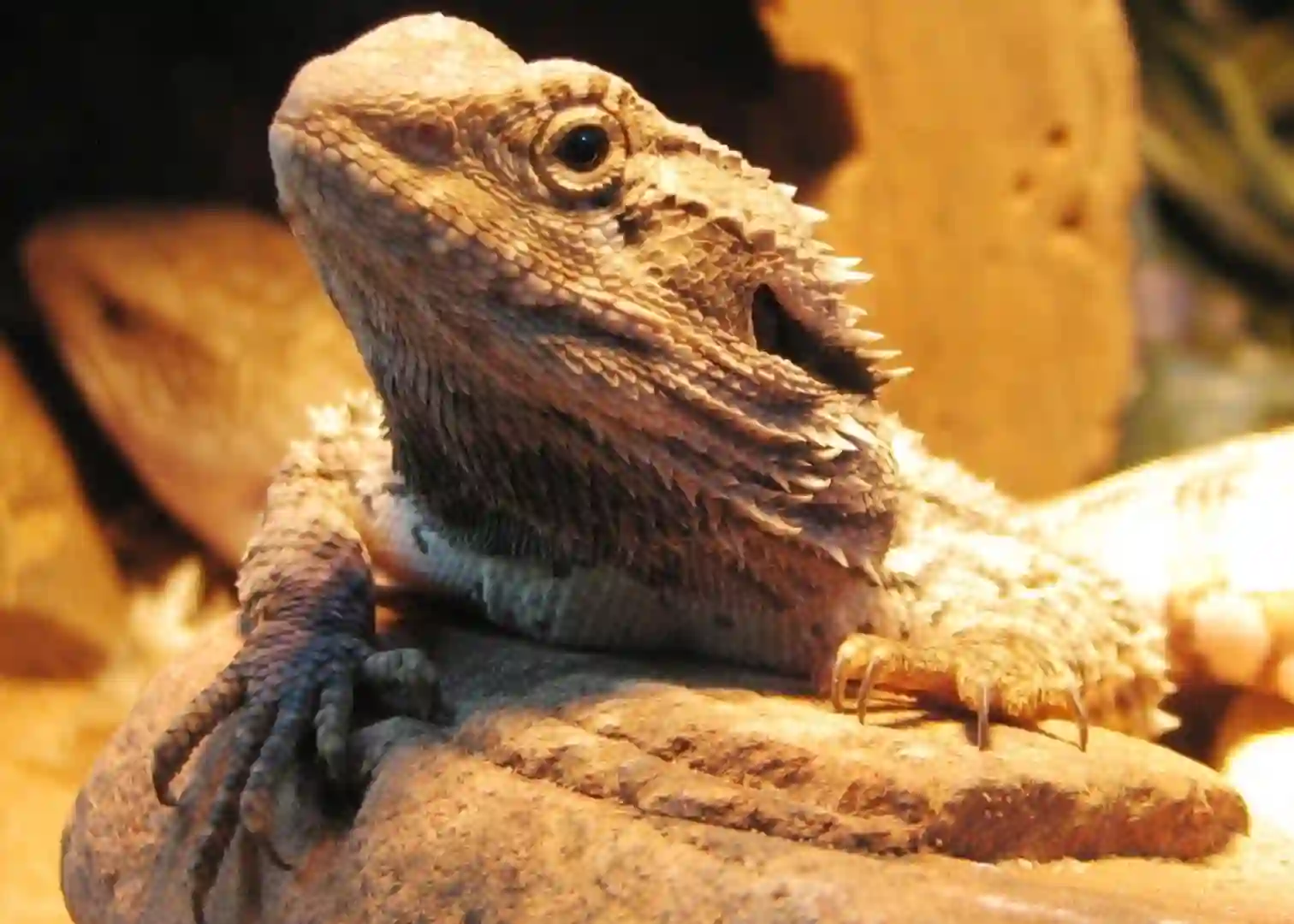 Can Bearded Dragons Eat Frozen Vegetables?