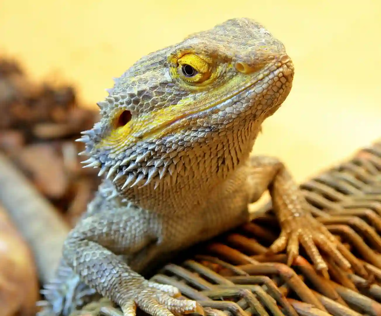Bearded Dragons Eat Lunch Meat