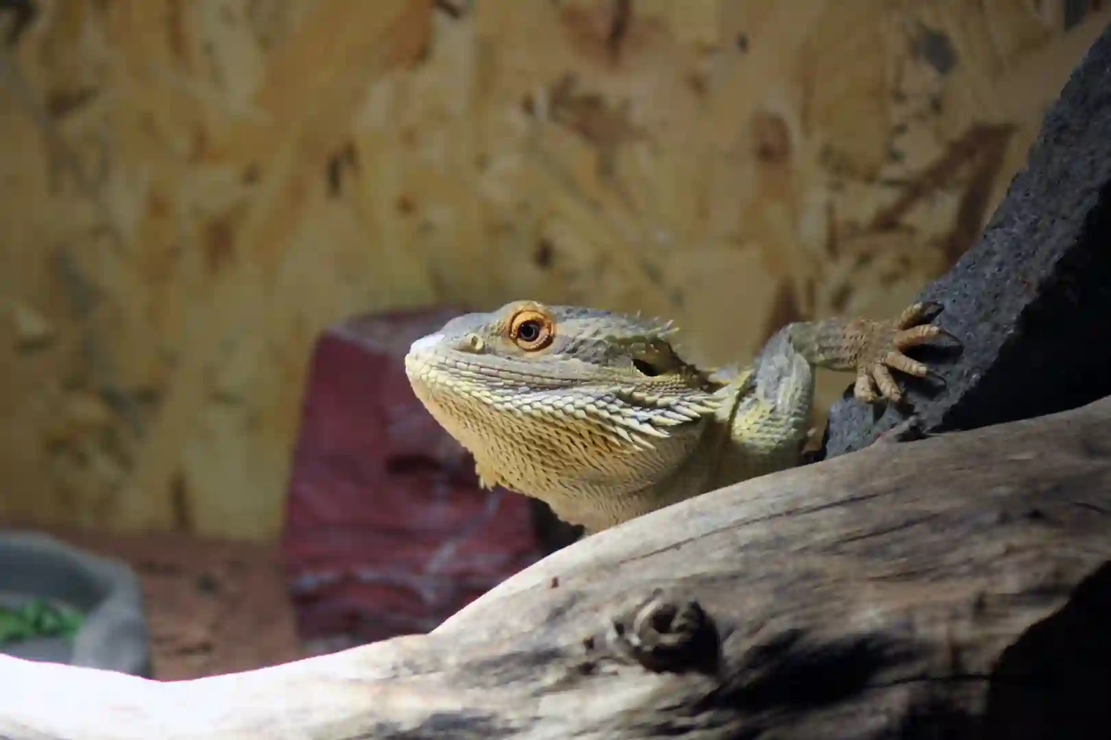 Can Bearded Dragons Eat Prickly Pear Cactus?