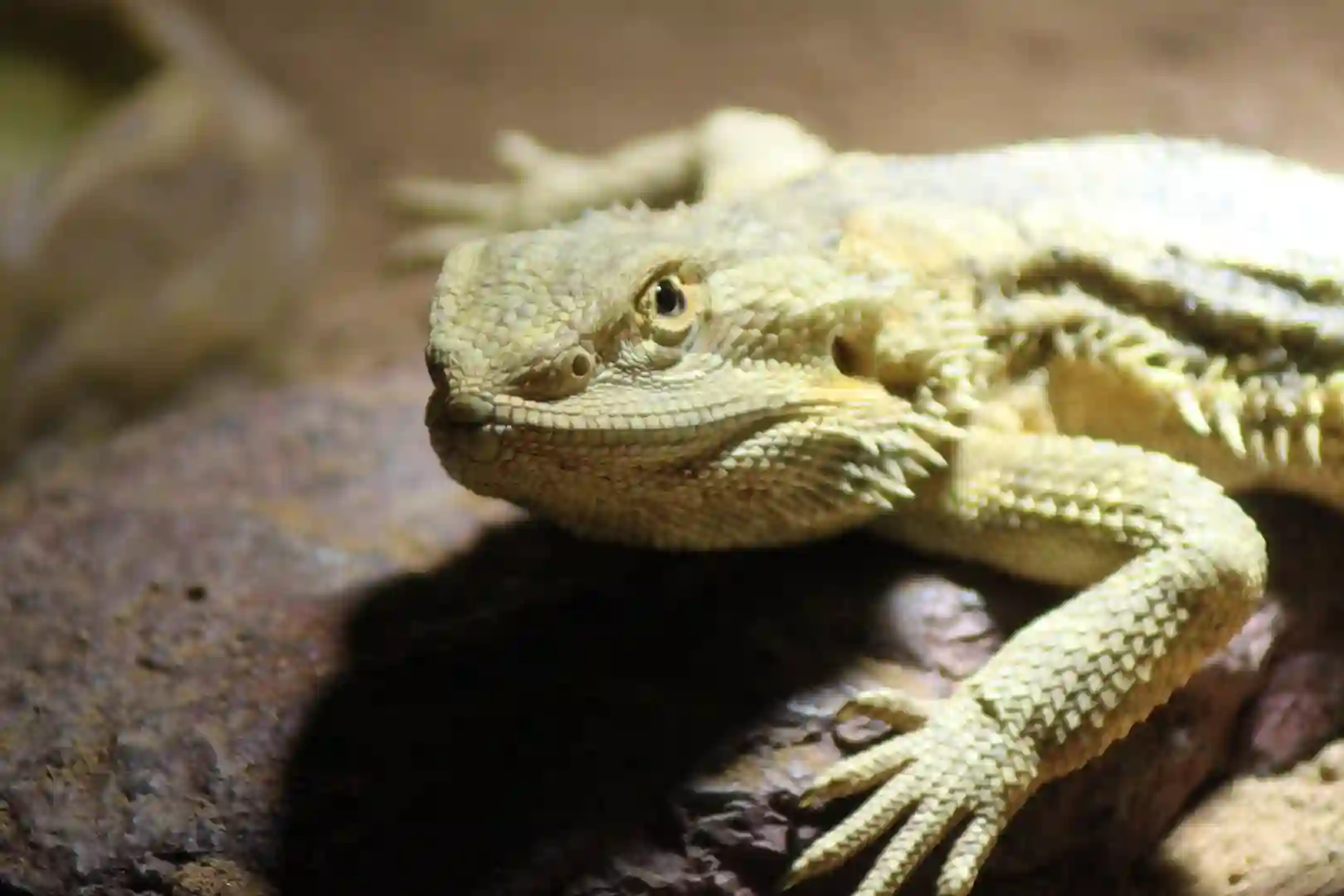 Can Bearded Dragons Eat Red Leaf Lettuce?