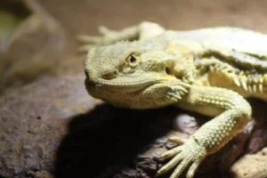 Can Bearded Dragons Eat Red Leaf Lettuce