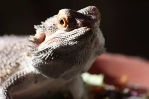 Can Bearded Dragons Eat Tomato Hornworms