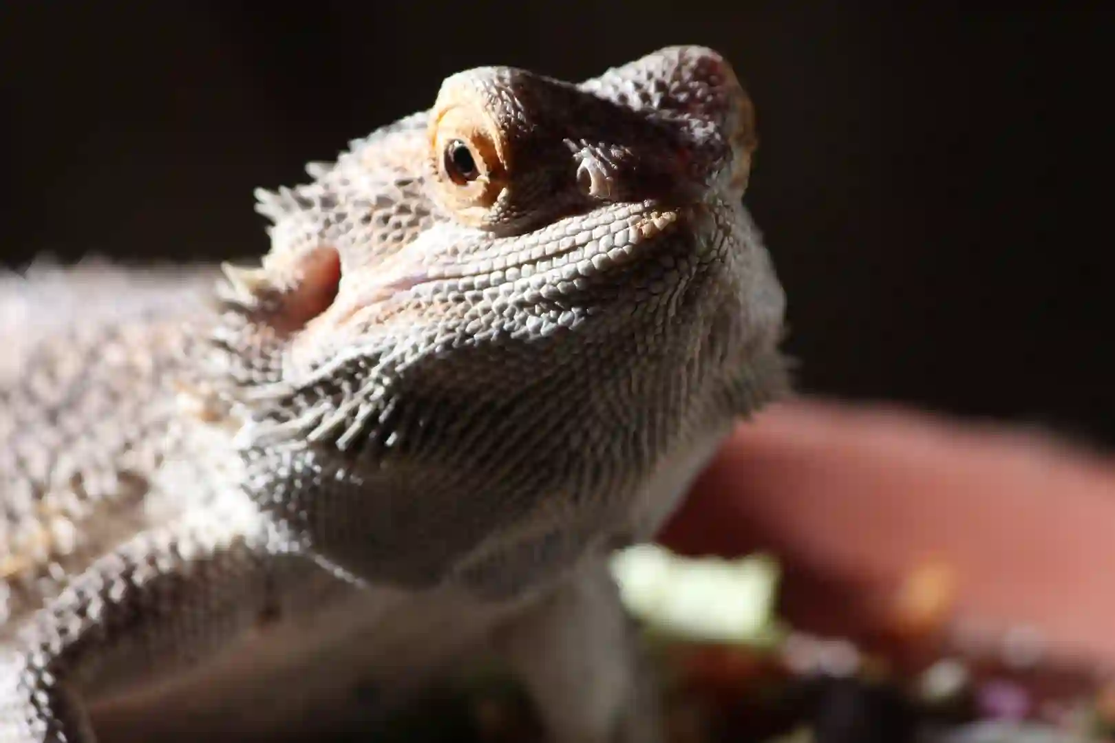 Can Bearded Dragons Eat Tomato Hornworms?
