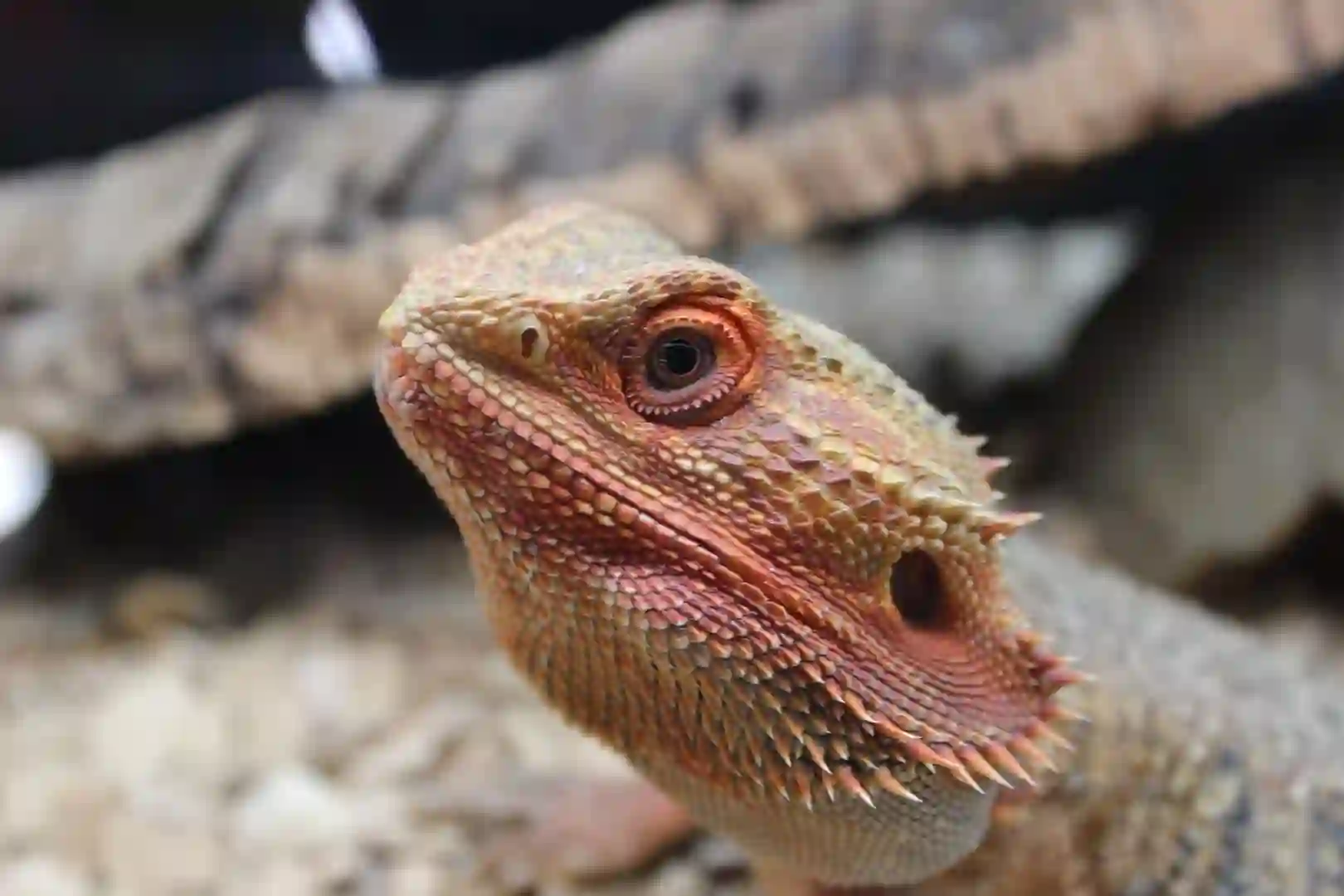 Can Bearded Dragons Eat Yellow Squash?