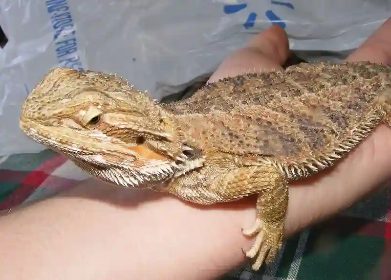 Can Bearded Dragons Get Skin Cancer?