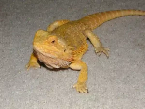 Can You Spay a Female Bearded Dragon