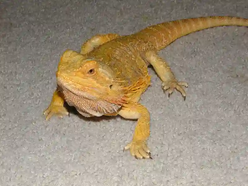 Can You Spay a Female Bearded Dragon? Pros & Cons of Spaying