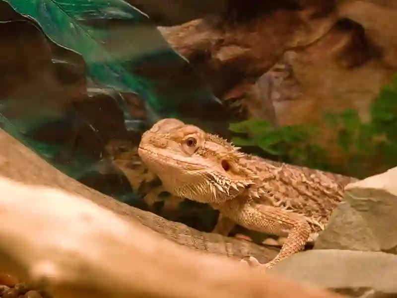 Can You Take a Bearded Dragon on a Plane