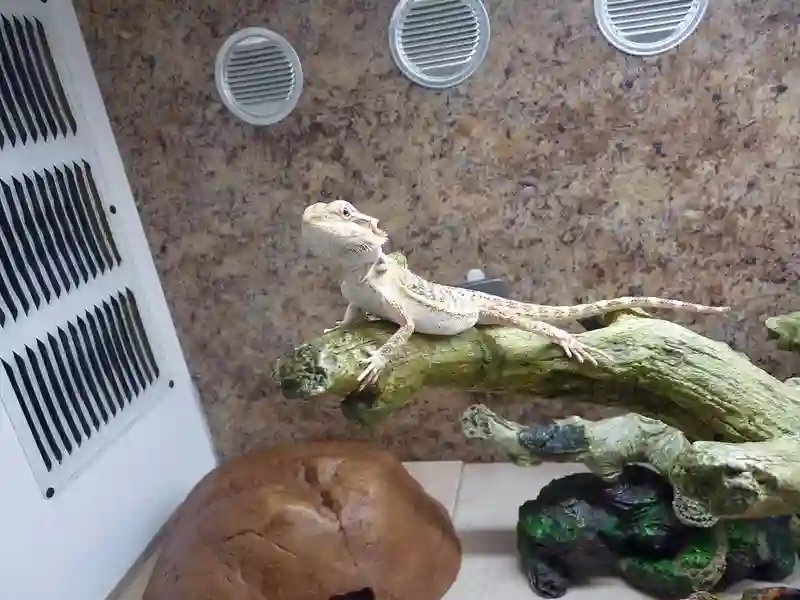 Can you use porcelain tile in a bearded dragon cage?