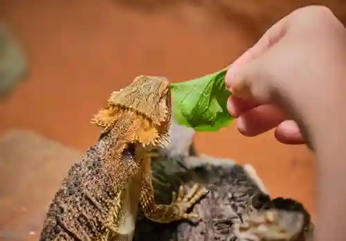 How To Force Feed A Bearded Dragon?