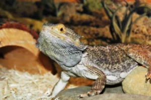 How To Lower Humidity In Bearded Dragon Tank