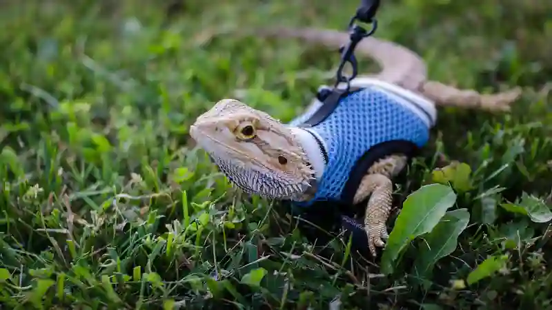 How To Put on Bearded Dragon Harness