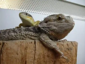How To Travel With A Bearded Dragon