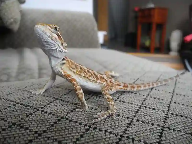 How much should a 3-month-old bearded dragon weigh?