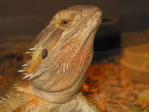 How much should a 6 month old bearded dragon weight