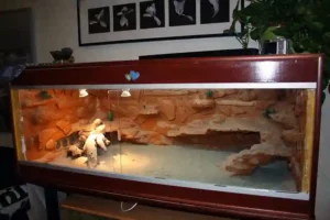How often do you clean a bearded dragon tank