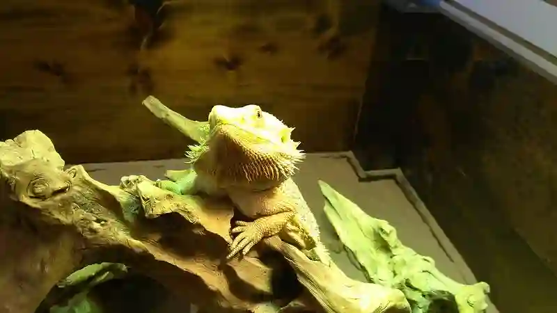 How often does a bearded dragon’s cage need to be cleaned?