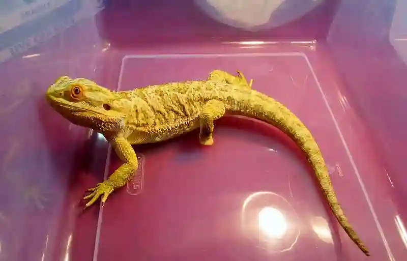 How to get my bearded dragon to drink water