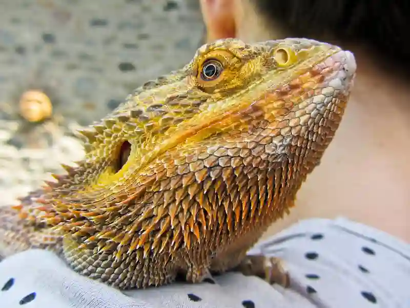 How to get rid of bearded dragon stress marks?