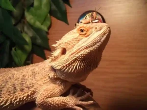 How to get sand out of bearded dragons nose