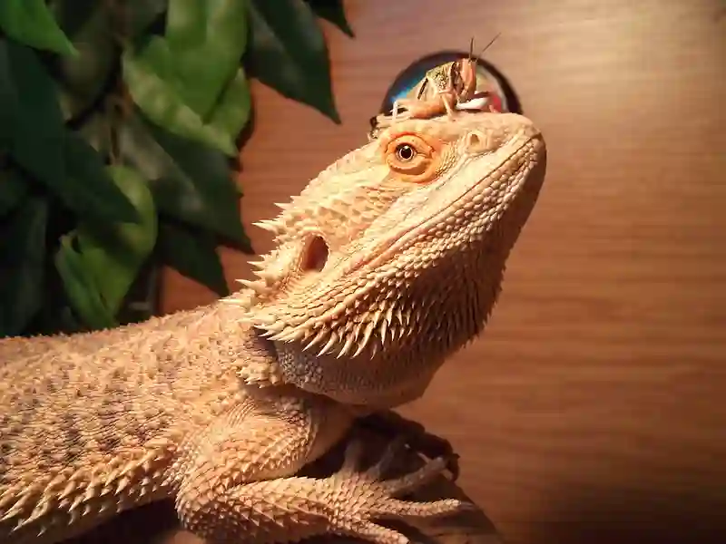 How to get sand out of bearded dragon’s nose?