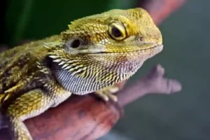 How to give bearded dragon medicine
