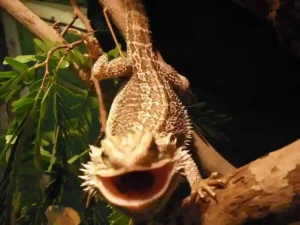 How to keep a bearded dragon cage from stinking