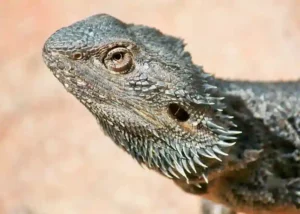 How to tell if your bearded dragon has an eye infection