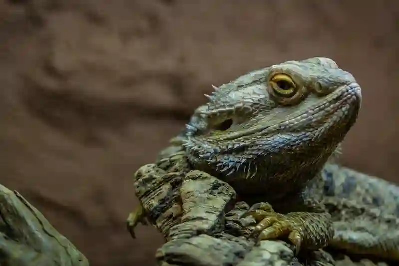 How to treat bearded dragon eye infection?