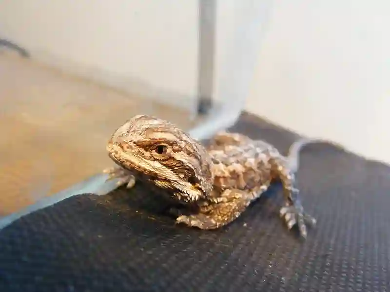 How to treat bearded dragon wound on leg