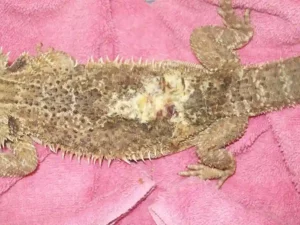 Is It Possible for Bearded Dragons to Develop Skin Cancer
