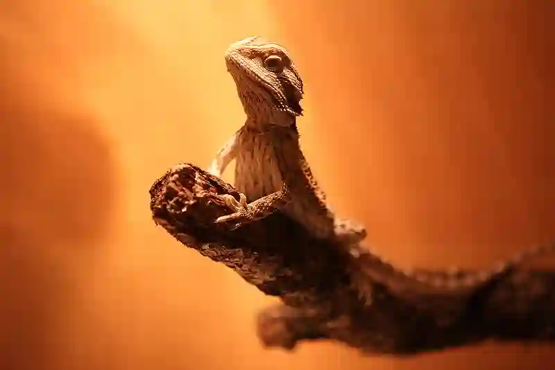 Is Sunscreen Safe For Beardies?
