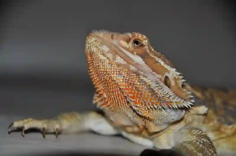 Should I Clean My Bearded Dragons Nose?