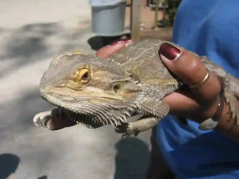 Training Your Bearded Dragon to Come to You