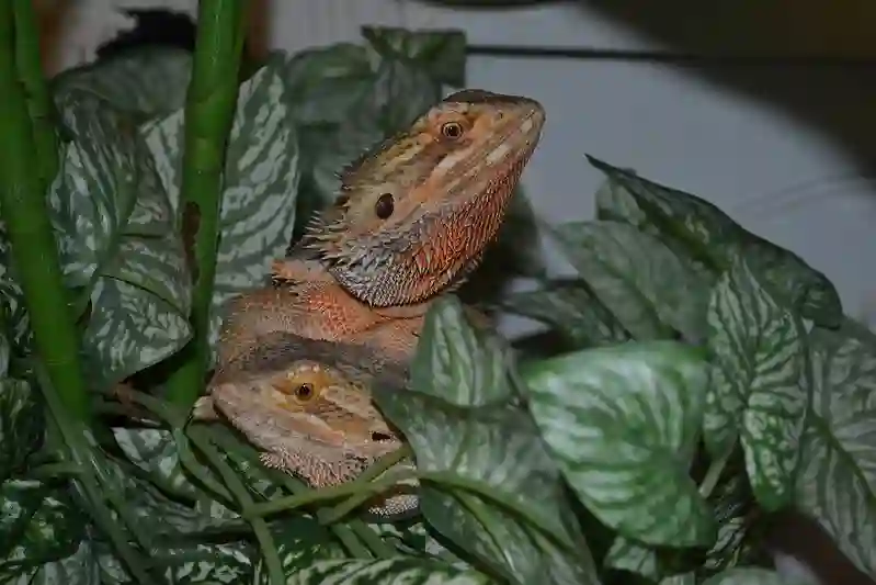 Types of Lettuce Your Bearded Dragon Will Love