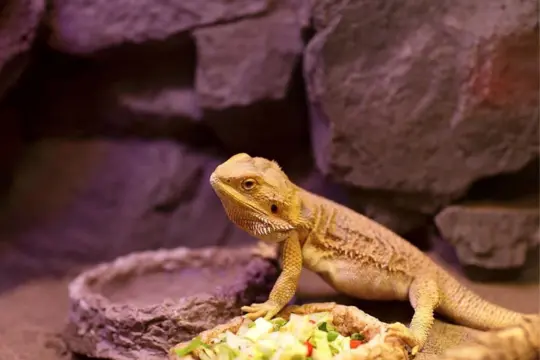 What Human Foods Can Bearded Dragons Eat?