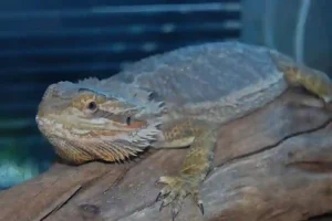 What Are The Signs And Symptoms Of A Broken Bone In A Bearded Dragon