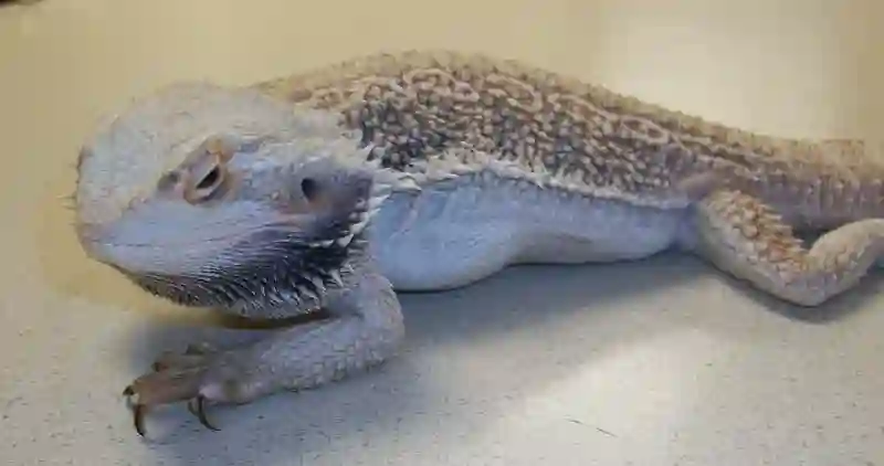 What Are The Signs And Symptoms Of An Infection In A Bearded Dragon’s Leg?