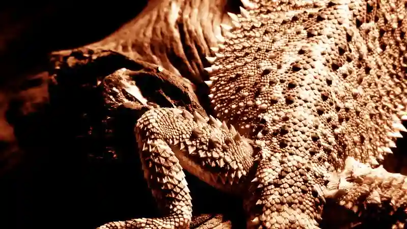 What Are The Signs And Symptoms Of Arthritis In A Bearded Dragon?