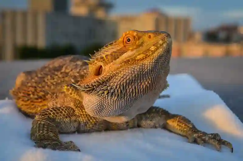 What Are The Signs And Symptoms Of Paralysis In A Bearded Dragon?