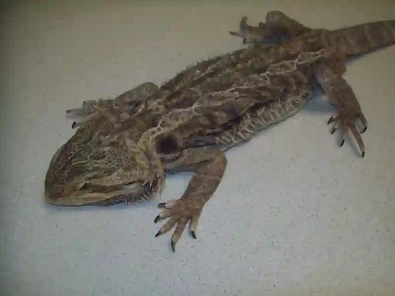 What Does Unhealthy Bearded Dragon Skin Look Like?