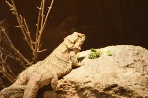 What Flowers Can Bearded Dragons Eat