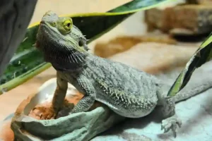 What is a nose trumpet on a bearded dragon