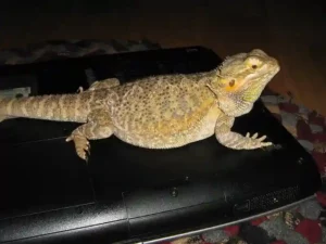 When to Upgrade Your Bearded Dragons Tank