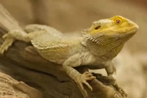 Why do bearded dragons put their tail up
